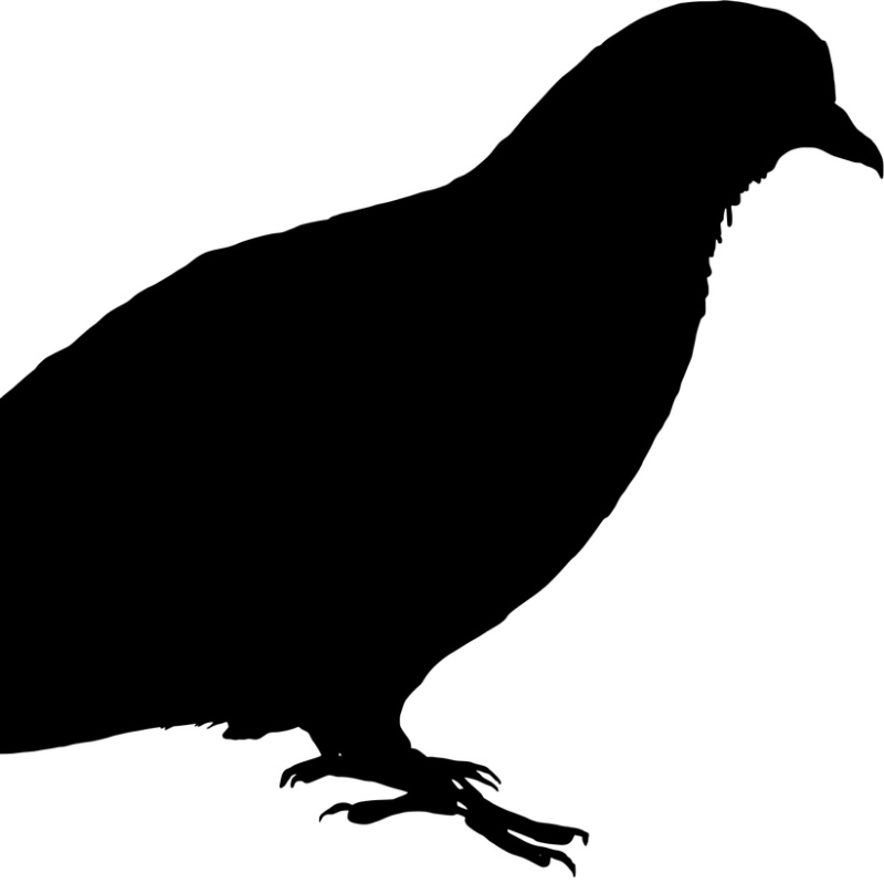 Umriss einer Taube. Schwarz auf Weiß, stark vergrößert 