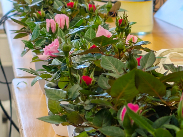 Blumen bei der MV